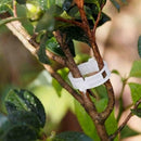 Tomato Veggie Garden Plant Support Clips For Trellis Twine S4F4 hot.