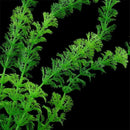 Aquatic plant Live Aquatic Aquarium Tropical Tank Plants C9T7 3 V5Q6 of I9D6