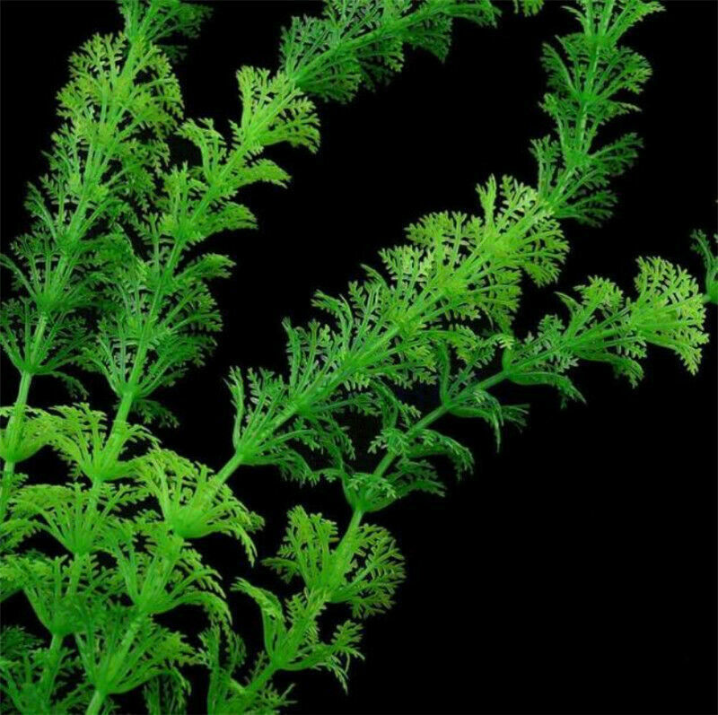 Aquatic plant Live Aquatic Aquarium Tropical Tank Plants C9T7 3 V5Q6 of I9D6