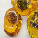 Beautiful Amber Hornet Fossil Insects Manual Polishing B9P8