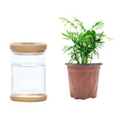 Transparent Flower Arrangement Hydroponic Vase Plant Flower Pot Plastic Vase