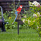 Solar Power LED Parrot Lawn Light Waterproof Garden Landscape Lamp (Red) Newly