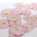 Decoration Multi-purpose DIY Real Dried Flowers Pressed Flowers Sakura Crafts