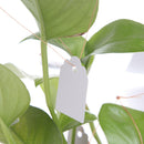 100Pcs Waterproof Plastic Nursery Garden Plant Label Flower Tag Mark 4.5*3