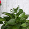 Small Bird Glass Watering Device For Household Balcony S1T5 2021 HOT! W7E4