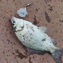 Auto Fishing Hooking PVC Automatic Spring Hook PE Line Quick Fishing Accessories