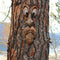 Old Man Tree Face Hugger, Funny Bark Facial Features Art Decor for Yard, Ga