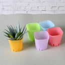 Boxplanter Succulent Plastic Flower Pot Planter Tool Plant  Trays Mini Basin