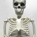Poseable Human Skeleton Prop Halloween Party Decoration Plastic Durable C9C0