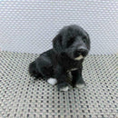 20cm Realistic Labrador Puppy Dog Plush Simulation Home Toys E9X2 T6P5 H1S2