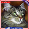 40x40cm Cat Dogs Canvas Painted Oil Paint By Numbers Wall Modern Bedroom Decor