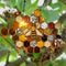 Stained Glass Bee Honeycomb Hanging Suncatcher Ornaments Window Garden Decor