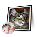 40x40cm Cat Dogs Canvas Painted Oil Paint By Numbers Wall Modern Bedroom Decor