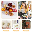 Dried Flower Material - Real Pressed Dry Flowers & Leaves Set for Nail Art Ma