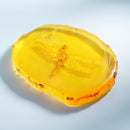 Amber Dragonfly Fossil Insects Manual Polishing True Q7S1 Collection P8J3