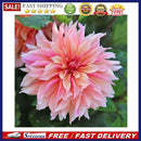 5D Full Round Drill Drawing Picture Pink Flower Diamond Painting Room Decor