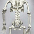 Poseable Human Skeleton Prop Halloween Party Decoration Plastic Durable C9C0