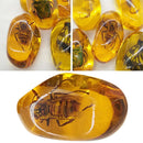 Beautiful Amber Hornet Fossil Insects Manual Polishing B9P8