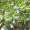 Yard Outdoor Wind Chime Patio LED Discolored Crystal Dog Solar Chime