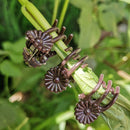 Plant Support Clips Orchid Stem Clip For Vine Support Clamping Branch P5P1