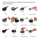 Garden Planter Kit Succulent Planting DIY Tool Seedling Tool (16pcs Pink) Newly