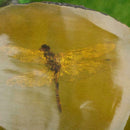 Amber Dragonfly Fossil Insects Manual Polishing True Q7S1 Collection P8J3