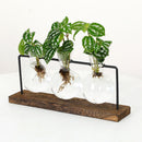 Desktop Ornament Flower Arrangement Hydroponic Vase Plant Flower Pot Glass Vase