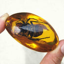 Beautiful Amber Hornet Fossil Insects Manual Polishing Decor O8N5