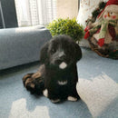 20cm Realistic Labrador Puppy Dog Plush Simulation Home Toys E9X2 T6P5 H1S2