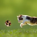 21pcs Pet Supplies Product Interactive Sisal Ball Funny Cat Tunnel Molar To