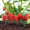 Strawberry Stand Balcony Vegetables Fruit Climbing Pillar Gardening Bracket