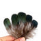 Amherst Golden Pheasant Feathers Lady Amherst Pheasant Feather Artificial Sale