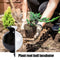 #A 5pcs Plant Propagation Plant Seeds Grow Household Seedlings for Trees Grow To