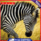 5D DIY Full Drill Diamond Painting Walking Zebra Embroidery Craft Needlework Set