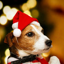 Dog Holiday costume Adjustable Santa Claus Merry Christmas Pet Hat Animal Cap