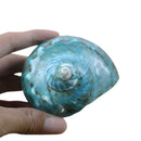 Fluorescent Green Turban Shell Seashells DIY Conch Ornament Hot Shell Decor E1A0