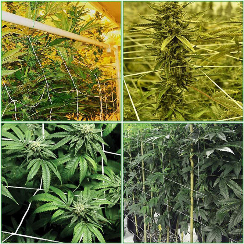1.67x5m Garden Plants Climbing Net Polyester Cucumbers Vine Stand Trellis Net