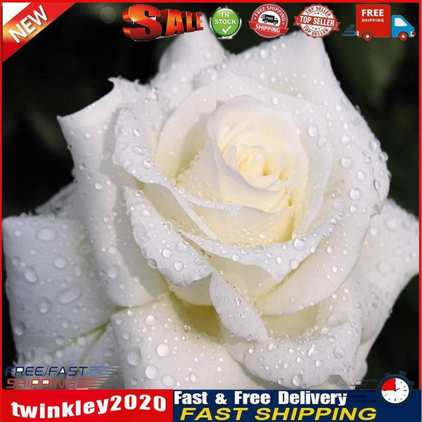 5D DIY Round Drill Diamond Painting White Rose Cross Stitch Embroidery Kit Newly