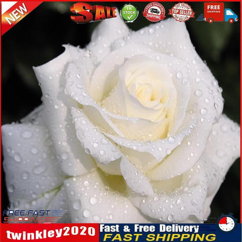 5D DIY Round Drill Diamond Painting White Rose Cross Stitch Embroidery Kit Newly