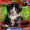 5D DIY Full Drill Diamond Painting Lovely Cat Cross Stitch Needlework Set Decor