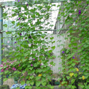 1.8x0.9m Garden Durable Nylon Trellis Net Support for Climbing Vine Plants Newly