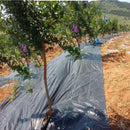 Greenhouse Weed Control Mat Gardening Anti Grass Plant Cover Cloth (1x10m) Newly