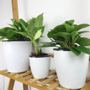 Automatic Water Absorbing Flower Pot Succulent Bonsai Container Tray (D) Newly