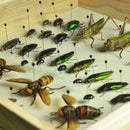 100pcs Steel Insect Pins Specimen For School Entomology Nice Disse Sale O3K1