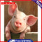 Painting By Numbers DIY Pig Room Wall Picture Hand Painted Home Handwork Craft