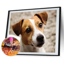 5D DIY Diamond Painting Kits Grey White Dog Full Round Drill Home Decoration Set