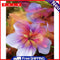 Hand Painted Oil Paint by Numbers DIY Blossom Drawing Wall Decoration Art Gift