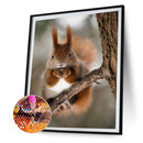 5D DIY Squirrel Full Round Drill Mosaic Diamond Painting Rhinestone Crafts Dr