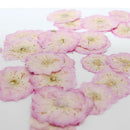 Jewelry Making Multi-purpose Real Dried Flowers Crafts Sakura Pressed Flowers