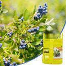 Blueberry Picker Ergonomic Orchard Fruit Picker Fruit Basket Garden Harvest Tool
